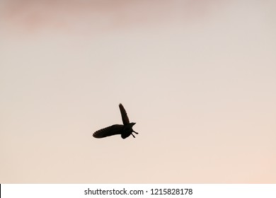 Silhouette Of Flying Wild Barn Owl Hunting At Sunset Time In Beautiful Light In The Natural Habitat In Yorkshire Dales, UK.