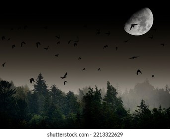 Silhouette Of Forest Against White Sky - Foggy Dark Forest The Moon And Birds