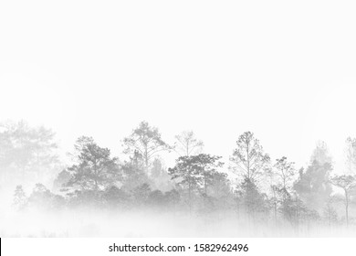 Silhouette Forest Outline. Fog Covered Jungle. Thailand Multiple Layers Tropical Wood Land. 