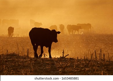 Silhouette of free-range cattle walking on dusty field at sunset, South Africa