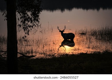 Silhouette of Gazelle Drinking Water from a Lake - Powered by Shutterstock