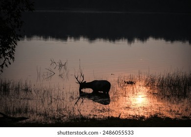 Silhouette of Gazelle Drinking Water from a Lake - Powered by Shutterstock