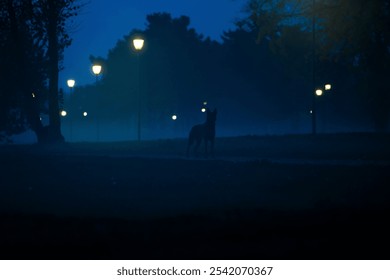 Silhouette of German shepherd Dog in the public park at night. Fog in the early autumn morning. Light of street lanterns in background. - Powered by Shutterstock