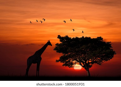 Silhouette giraffe standing nearly big trees in safari and flock of birds on sky with sun twilight sky background. - Powered by Shutterstock