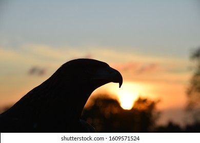 Silhouette Of A Golden Eagle At Sunset