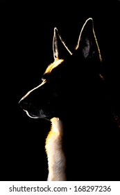 Silhouette, Graphic Of German Shepherd Dog.