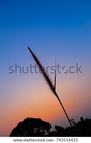 Similar – Image, Stock Photo Summer evening in the Camargue III