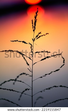 Similar – Image, Stock Photo Summer evening in the Camargue III