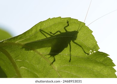 The silhouette of a grasshopper is visible through a translucent green leaf. The insect's long legs and antennae are clearly defined against the bright background. - Powered by Shutterstock
