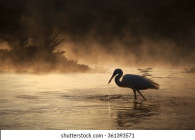 Silhouette of a great blue heron with a small fish in its mouth and a dramatic background.