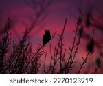 silhouette of a great horned owl sitting on a branch at sunset
