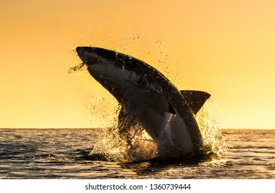 Silhouette of  Great White Shark in jump.  Sunrise sky on the background.  Great White Shark  breaching in an attack. Scientific name: Carcharodon carcharias. South Africa