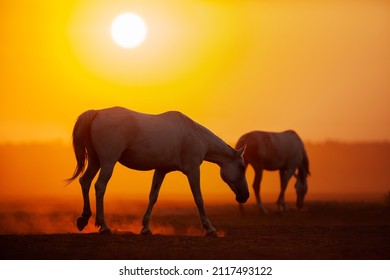 Silhouette group of horses in sunrise in field. Herd of Orlov trotter horses walking in meadow at sunrise. - Shutterstock ID 2117493122