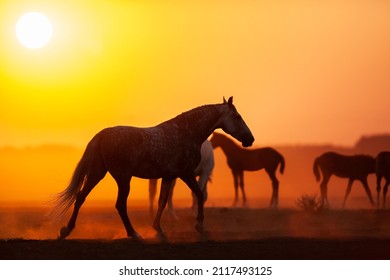 Silhouette group of horses in sunrise in field. Herd of Orlov trotter horses walking in meadow at sunrise. - Shutterstock ID 2117493125