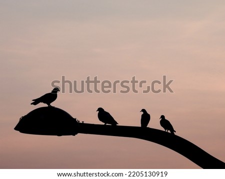silhouette group of pigeon perched on street lamp post with beautiful morning sky background