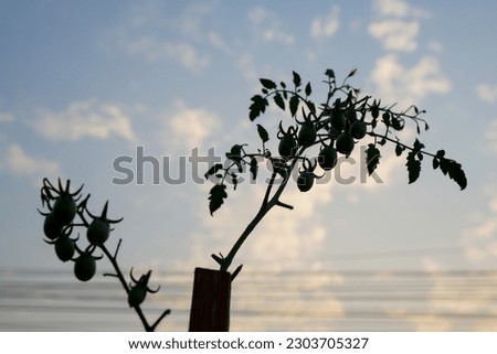 Silhouette of Group of raw tomato on tree against with blue sky and white cloud in the morning light. Fresh homegrown, organic vegetables, green food. Plant plot in urban farming.