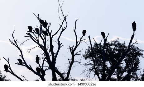 Silhouette Group Vultures Tree Isolated Against Stock Photo 1439338226 ...