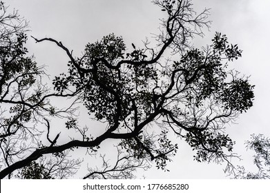 Silhouette Of Gum Tree Canopy With Sparse Leaves