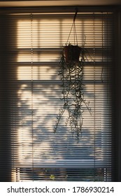 Silhouette Of Hanging Houseplant In Window With Blinds At Sunset, Shadows And Warm Light From Plants Outside