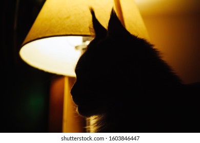 The Silhouette Of The Head Of The Mainekoon Cat Against The Background Of The Included Lamp In The Evening In The House/ Like Batman