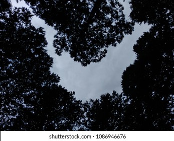 Silhouette Of Hinoki Forest 