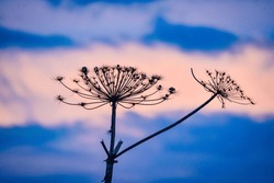 Silhouette Of Hogweed After Autumn Sunset