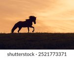 Silhouette of an icelandic horse agains morning sunrise sky, romantic horse portrait