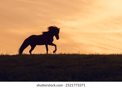 148 Free CC0 Horse Stock Photos StockSnap.io