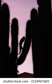 Silhouette Of Iguana Climbing A Cactus In Twilight