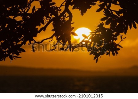 Silhouette image of pohutukawa tree framing the rising sun above the sea, Auckland. 