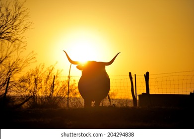 Silhouette image of Texas Longhorn in sunset