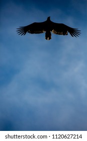 Silhouette of an immature Bald Eagle flying overhead under a blue sky