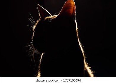 The Silhouette Of An Imposing Cat. The Light Forms A Golden Aura.