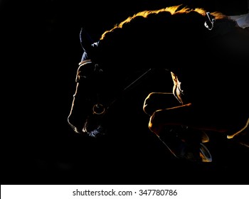Silhouette of jumping horse on black background. Back light