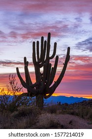 Silhouette Of Large Saguaro Cactus At Sunrise In Arizona With Mountain Range In Background.