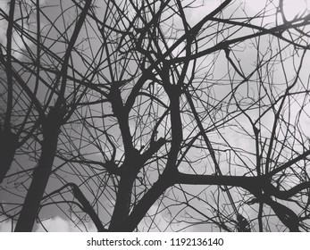 Silhouette Leafless tree