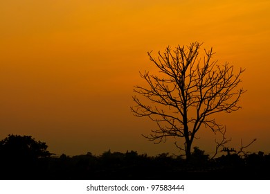 Silhouette of a leafless tree