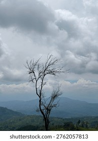 Silhouette of a leafless tree against a dramatic cloudy sky and rolling mountain landscape.