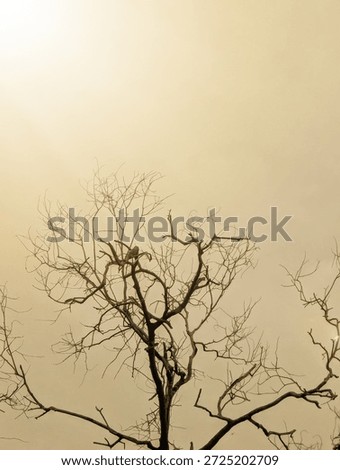 Silhouette of leafless tree with twisting branches against sepia sky at sunrise or sunset.