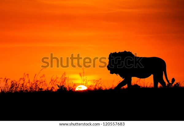 Silhouette Lion Against African Sunset Stock Photo (Edit Now) 120557683