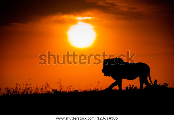 Silhouette Lion Against African Sunset Stock Photo (Edit Now) 123614305