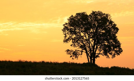 Silhouette Of A Lone Tree Against A Warm Golden Sky At Sunrise