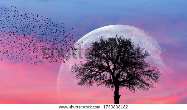 Silhouette\
of lone tree with full moon at it largest also called supermoon\
\