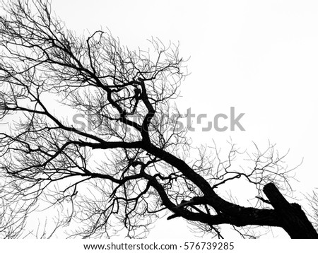 Similar – Image, Stock Photo be free Deciduous tree