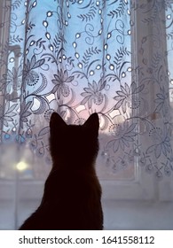 A Silhouette Of A Lonely Kitten Watching Sunrise Through The Window