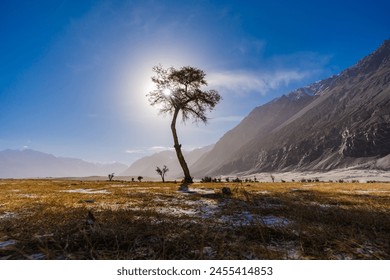 Silhouette Lonely Tree on white sand dunes, sun background and mountain range at Nubra valley India. - Powered by Shutterstock