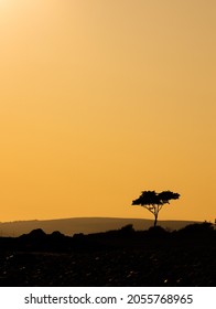Silhouette of a lonely tree - sunset