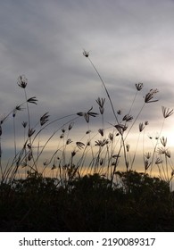 Silhouette Of Long Grass With A Sunset Background With Clouds