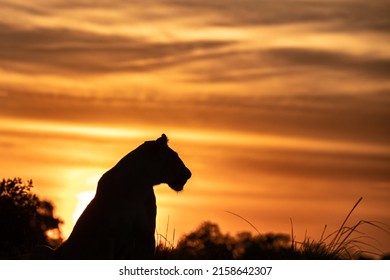 Silhouette Magnificent Lion Sunrise On Background Stock Photo ...