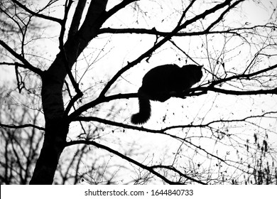 Silhouette Maine Coon Cat Climbing On Stock Photo 1644840733 | Shutterstock